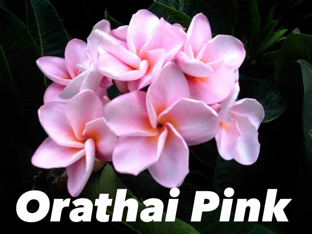 Plumeria rubra "orathai pink" (frangipanier)   rose - taille pot de 2 litres ? 20/30 cm