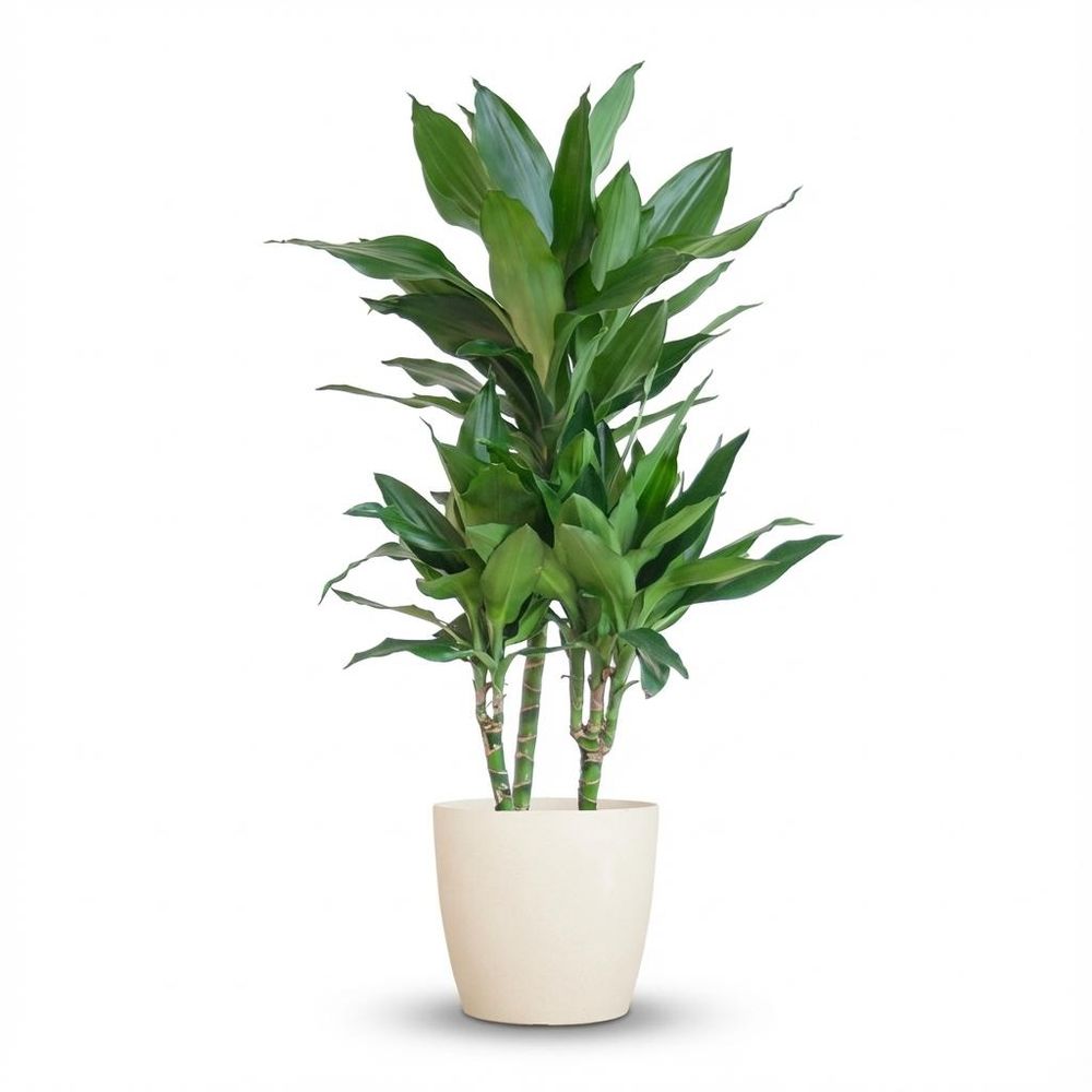 Dracaena janet lindt - pot de 21cm - hauteur 95cm - plantes d'intérieur