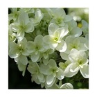 Hortensia macrophylla wedding gown®/hydrangea macrophylla wedding gown®[-]pot de 1,5l - 20/50 cm