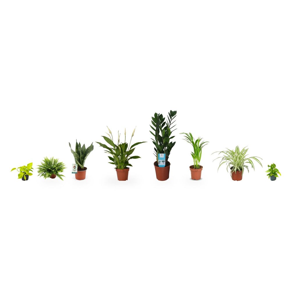 Les essentiels d'intérieur - 8 plantes aux silhouettes variées