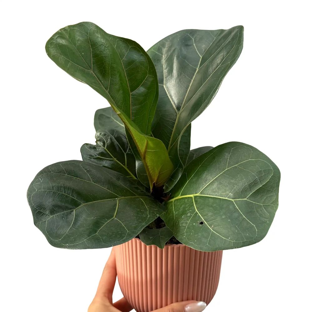 Ficus lyrata - pot de 11cm