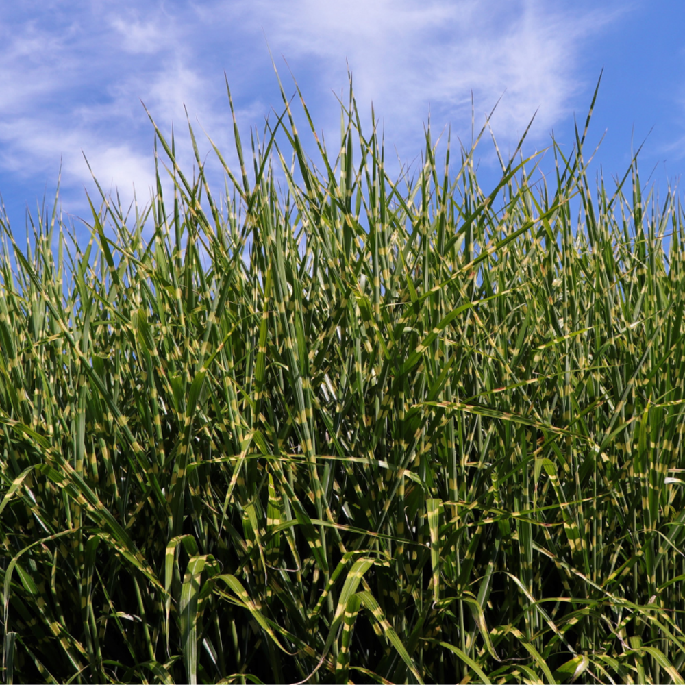 Roseau de chine strictus - miscanthus sinensis strictus 60 cm pot 3l
