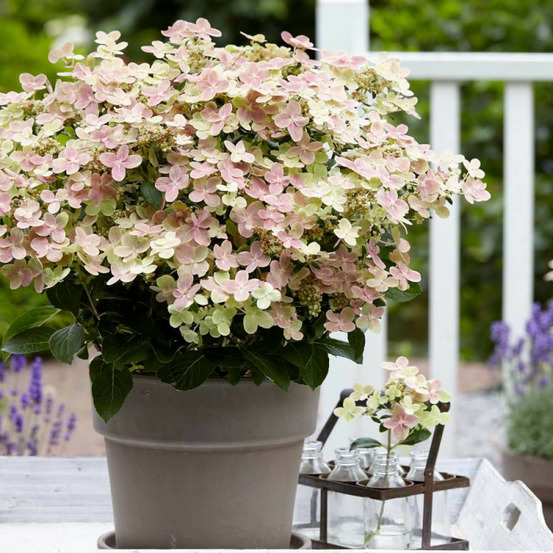 Hortensia paniculata polestar® 'breg14', hydrangea paniculata pot de 1,5l - 20/50 cm