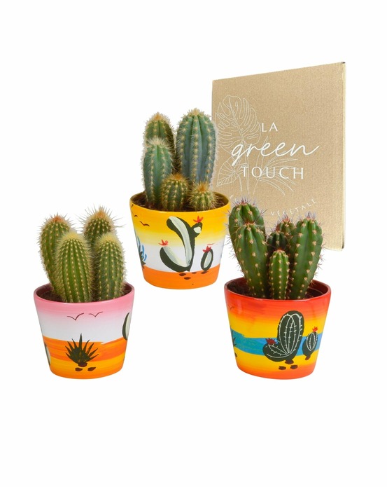Trio de cactus et leurs caches-pots h23cm