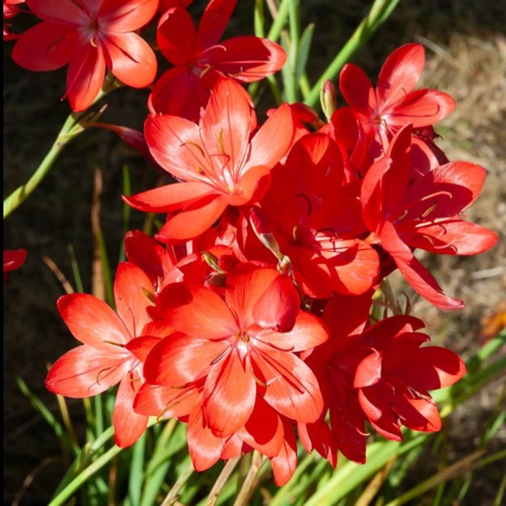 Lys des cafres major - le pot / ø 9cm