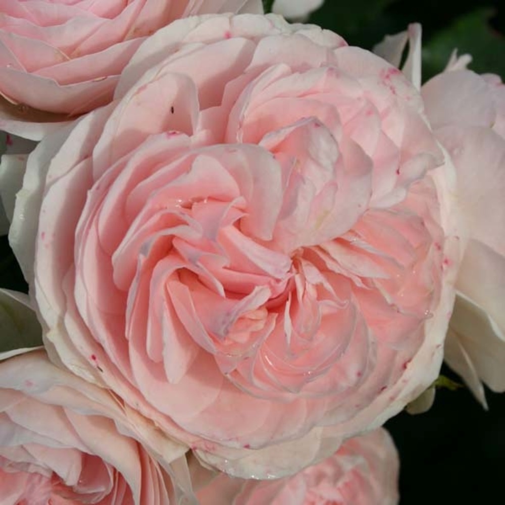 Rosier arbuste 'larissa' pot de 3l/4l