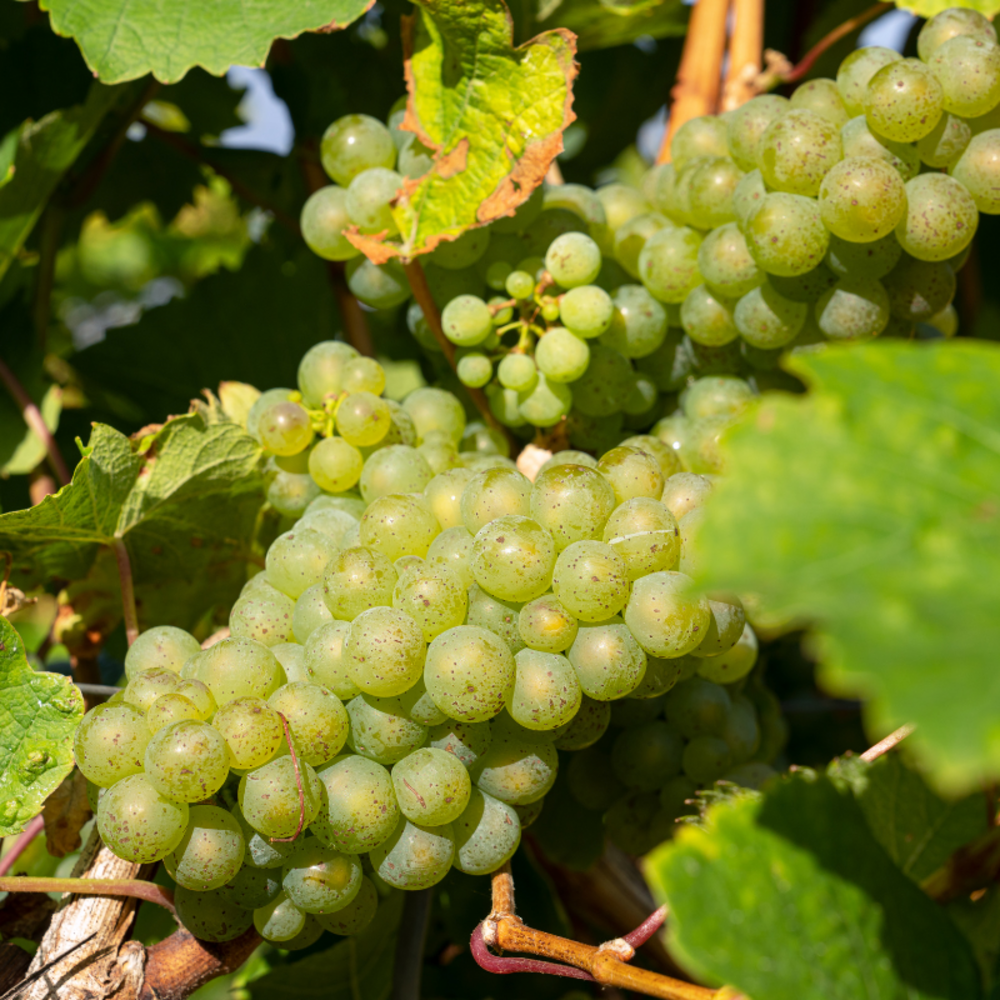 Pied de vigne lakemont blanc - vitis vinifera lakemont 120cm