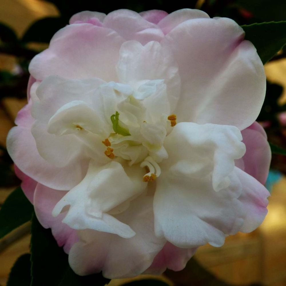 Camélia champêtre 'cinnamon cindy' pot de 3l/4l