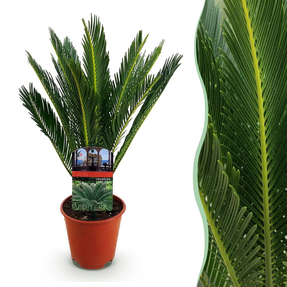 Cycas revoluta - palmier - pot de 15 cm - hauteur 45-55 cm - 1 plante - plante d'extérieur