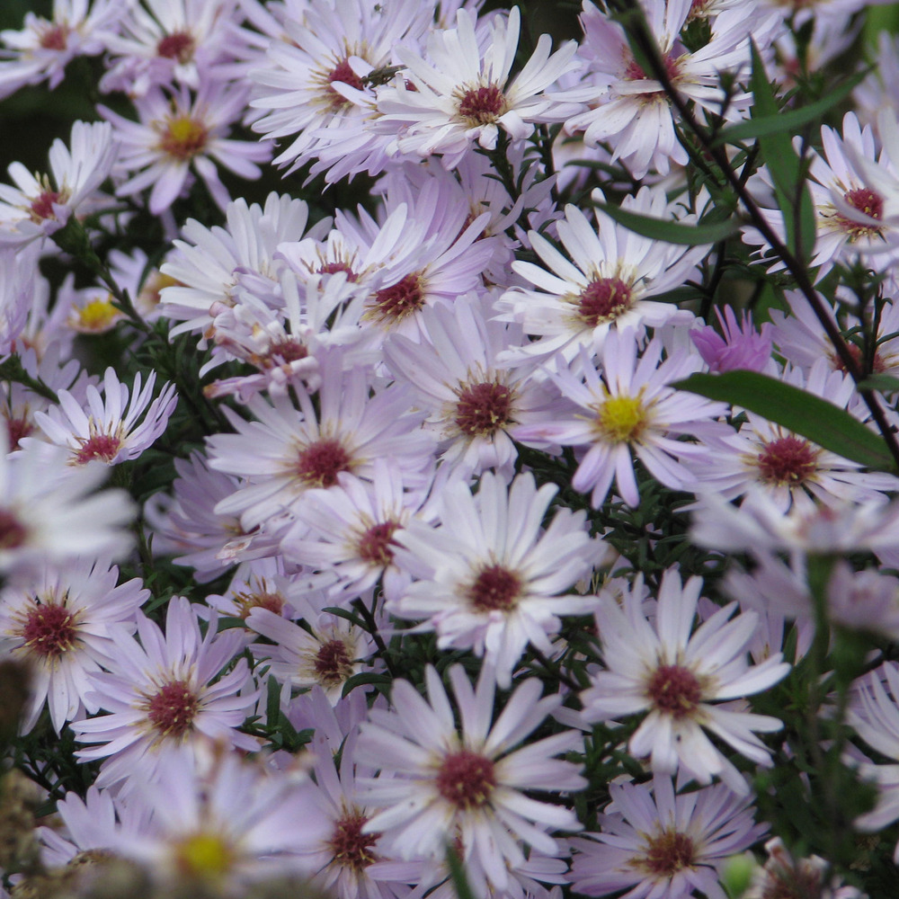 Aster 'vasterival' godet de 8/9 cm