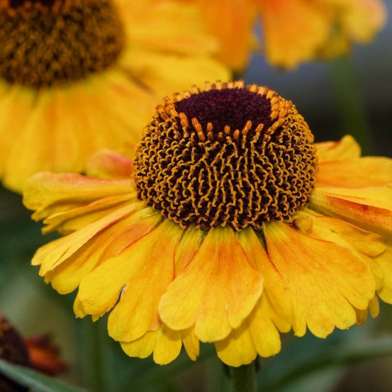 Hélénie flamenco, helenium lot de 3 godets