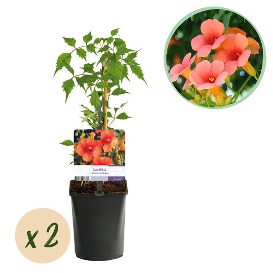 Bignone 'madame galen' - pot 11 cm - hauteur 40 cm - plante d'extérieur