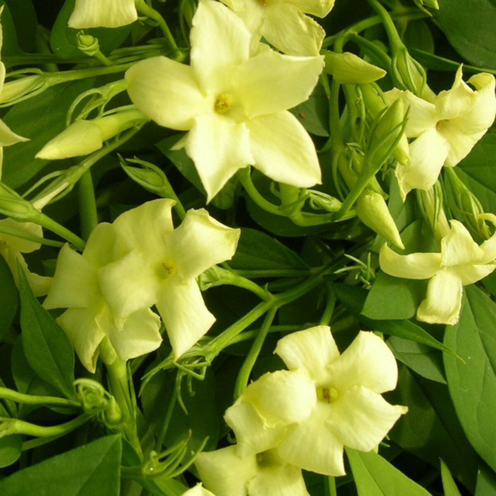 Jasmin blanc clotted cream® 'devon cream' godet - 5/20 cm