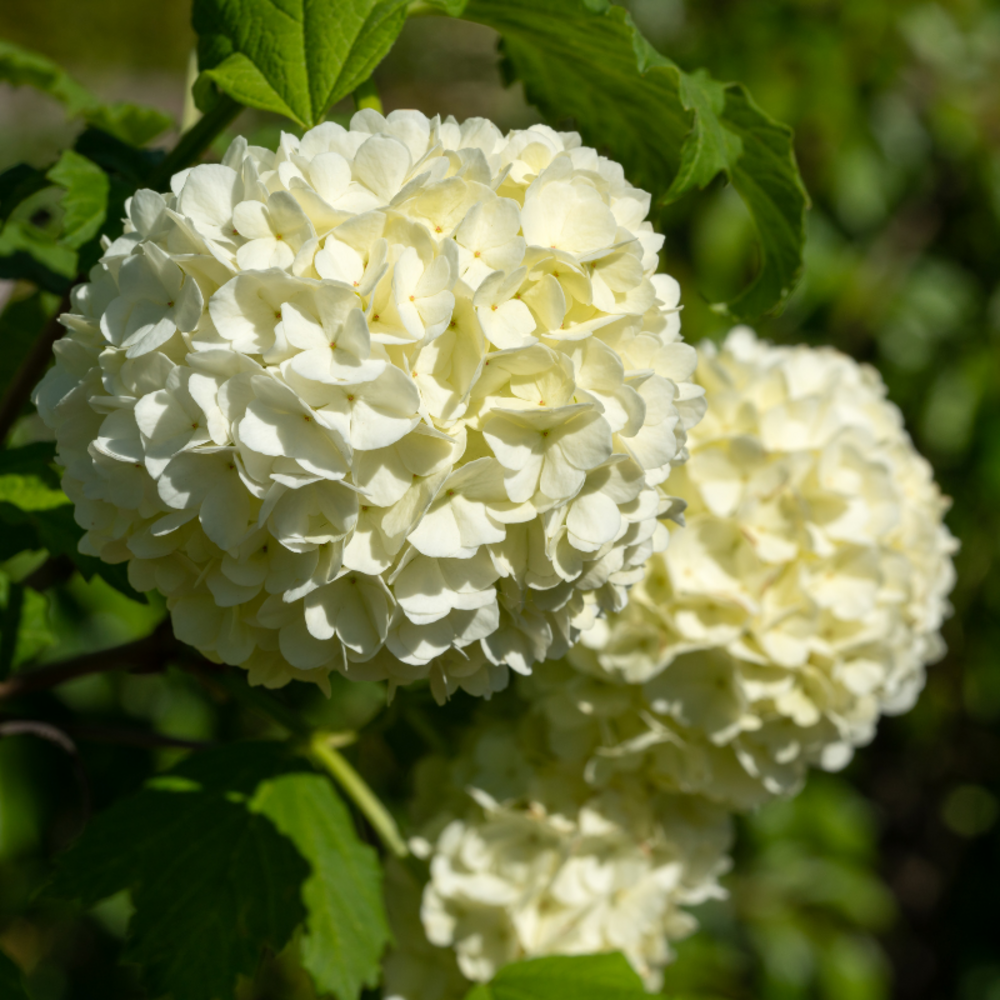 Viorne obier - viburnum opulus 60/80 cm pot 3l