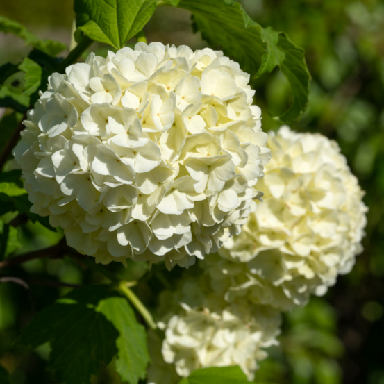 Viorne obier - viburnum opulus 60/80 cm pot 3l