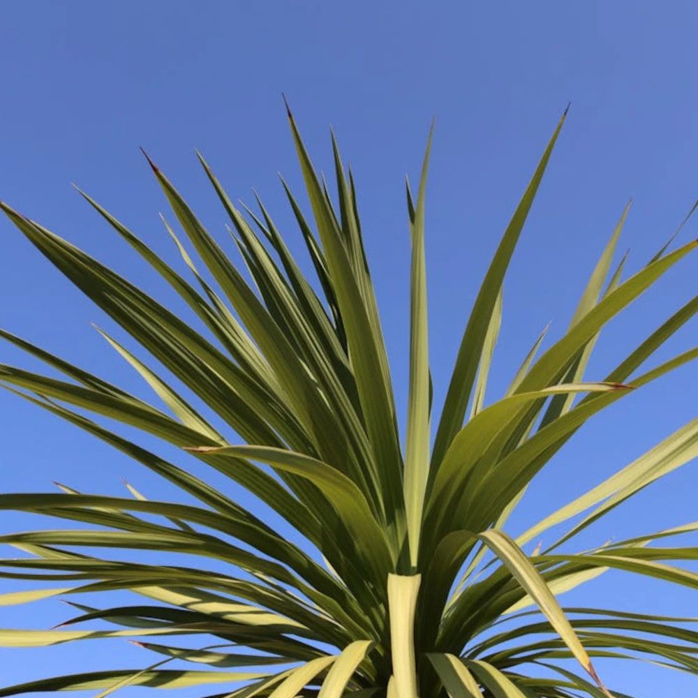 Cordyline indivisa pot de 7,5l - 40/60 cm