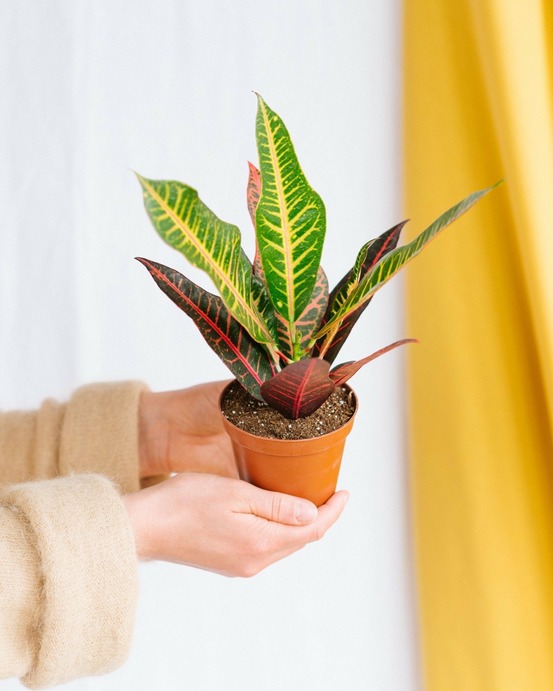 Plante d'intérieur - croton nervia 25cm - plante d'intérieur 25cm