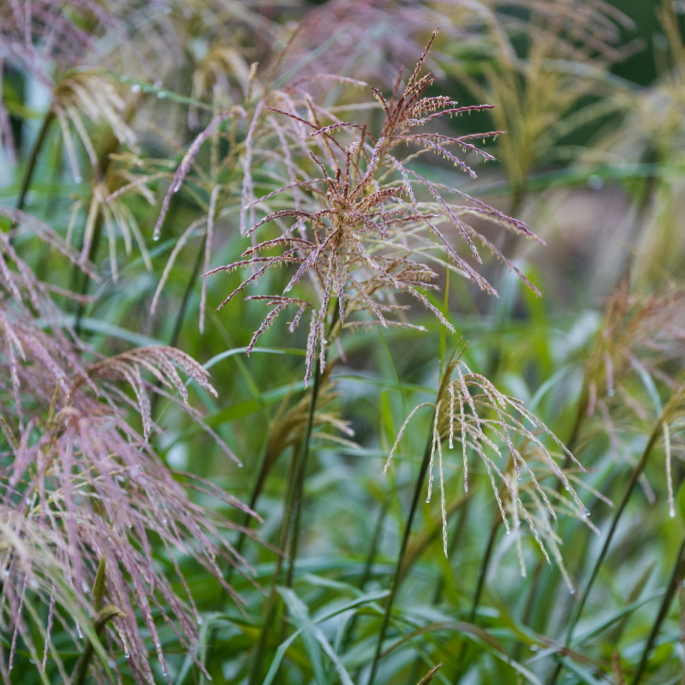 Roseau de chine pünktchen - miscanthus sinensis pünktchen 100/120 cm pot 3l