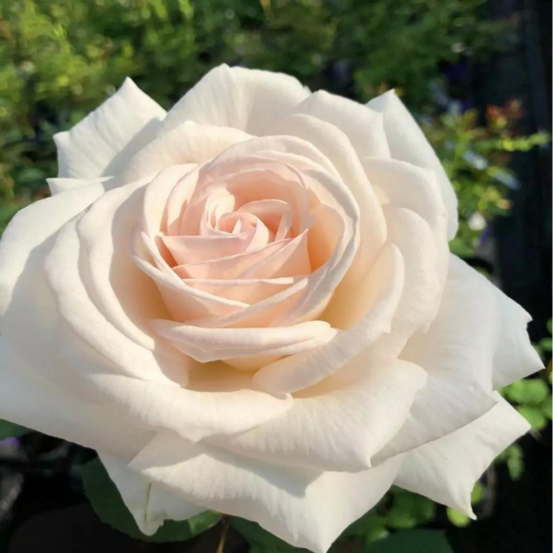 Rosier blanc grafin elke zu rantzau très parfumé floribunda