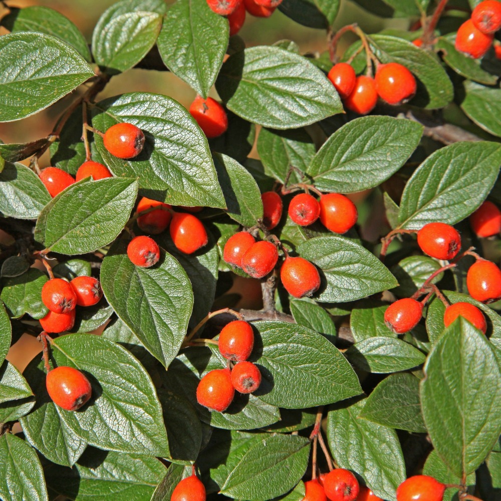 Cotoneaster franchetii - le pot / 1.5l / hauteur livrée 30-40cm, vendu par lot de 4