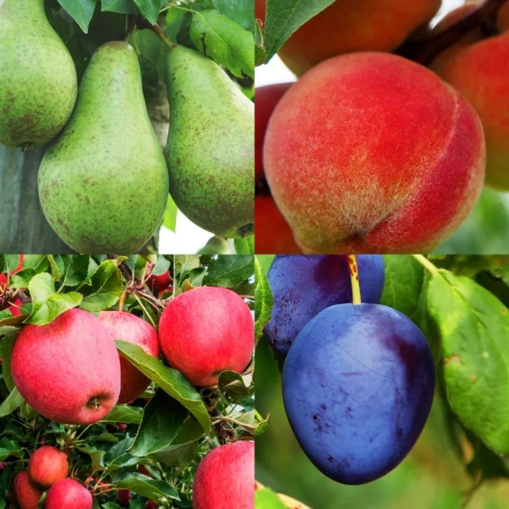 Nématodes pour arbres fruitiers 5m