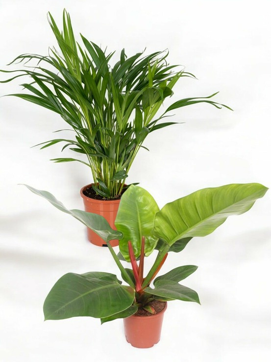 Duo de grandes plantes jungle