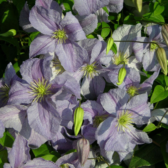 Clématite blue angel pot de 1,5l - tuteur bambou 30/60 cm