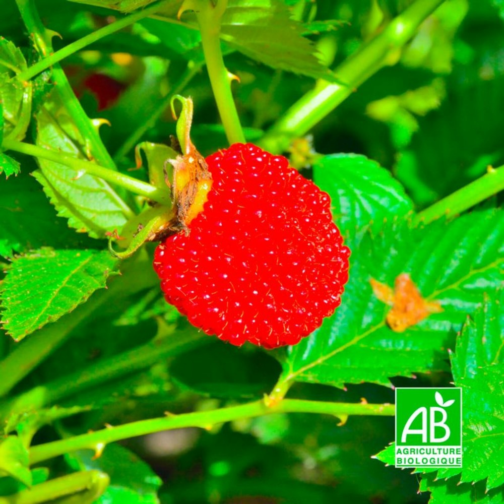 Framboisier fraise japonais bio (rubus illecebrosus)