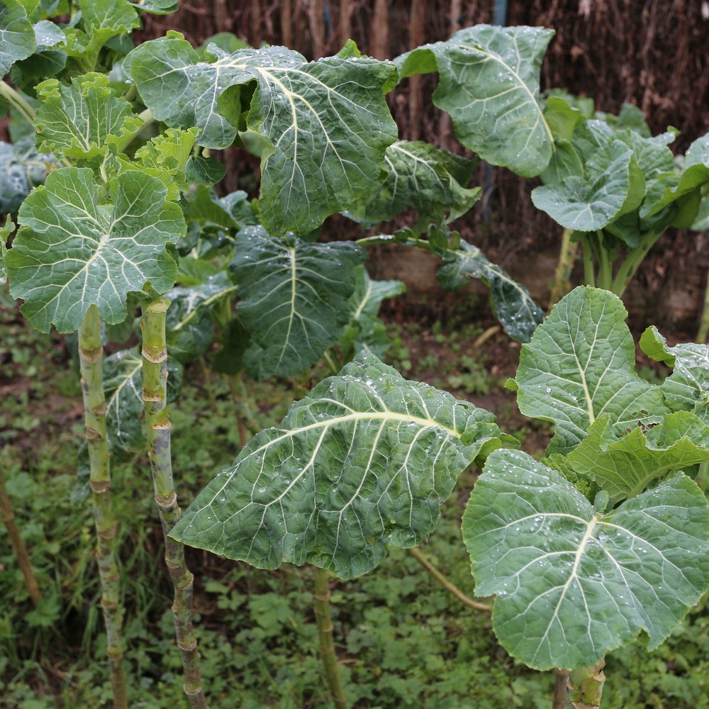 Chou fourrager cavalier vert protéor - le sachet / 40g / ±12000 graines