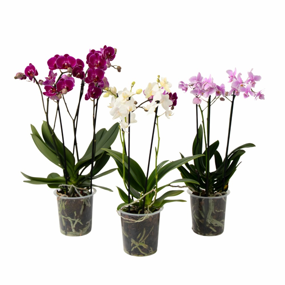 Orchidée phalaenopsis - x3 - phalaenopsis multiflora - hauteur 35-45cm - ⌀12cm