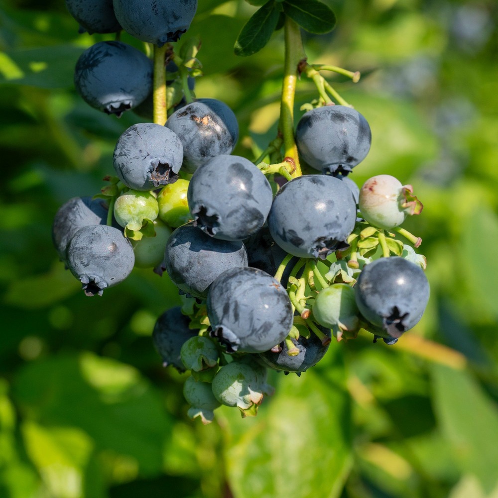 Myrtillier giant patriot - le pot / ø 13cm / hauteur livrée 20-30cm, vendu par lot de 4