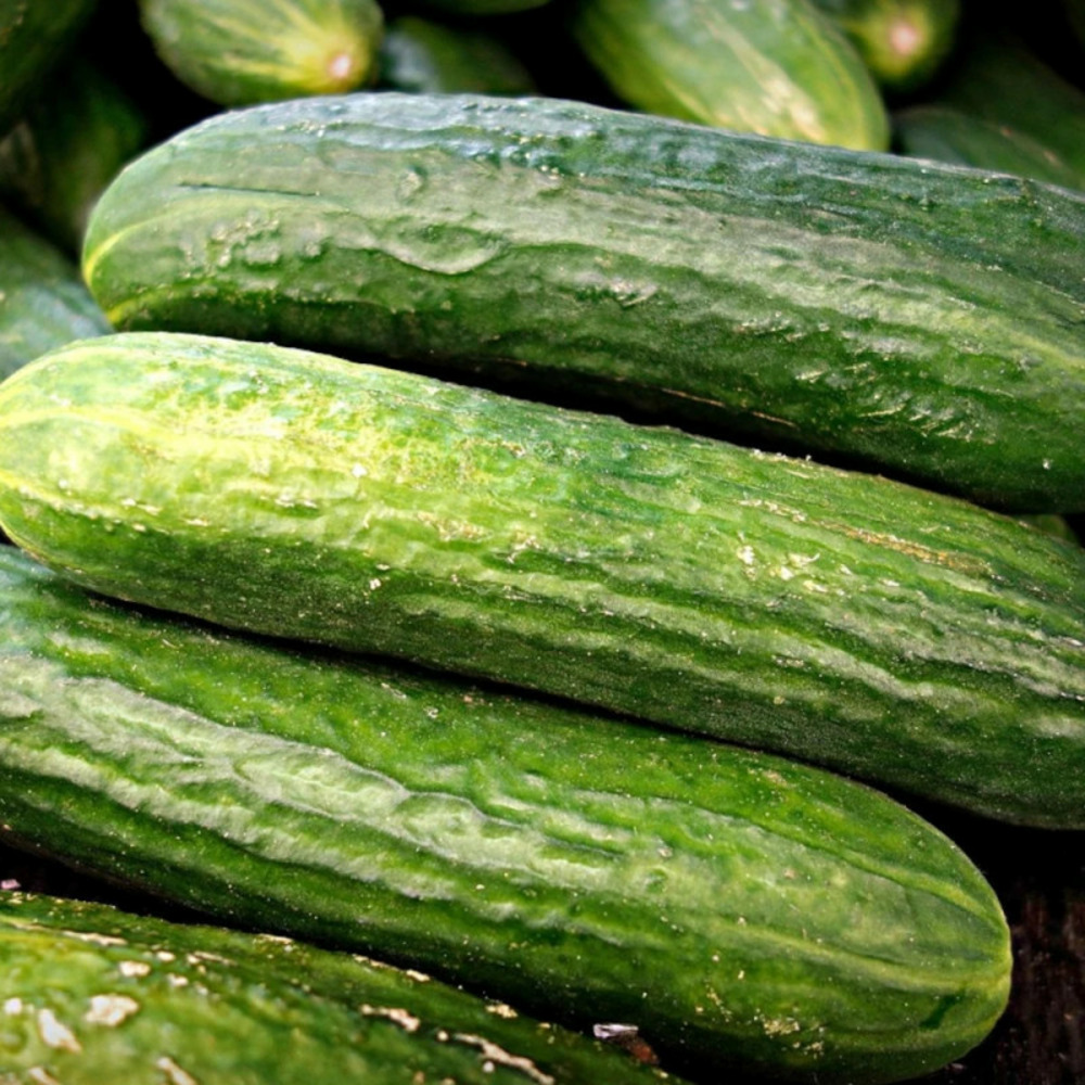 Plant de concombre mini rocky hf1 godet