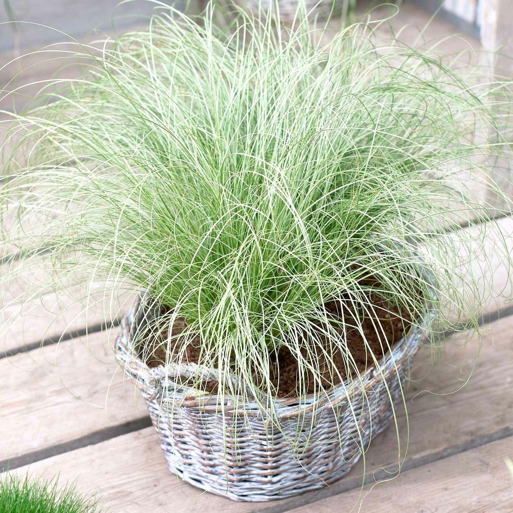 Laîche frosted curls - carex - le pot / 8cm