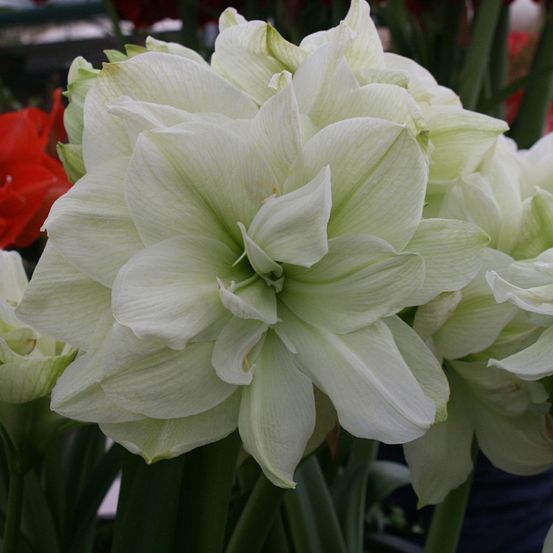 Amaryllis 'marilyn' bulbe calibre 30/32, extra