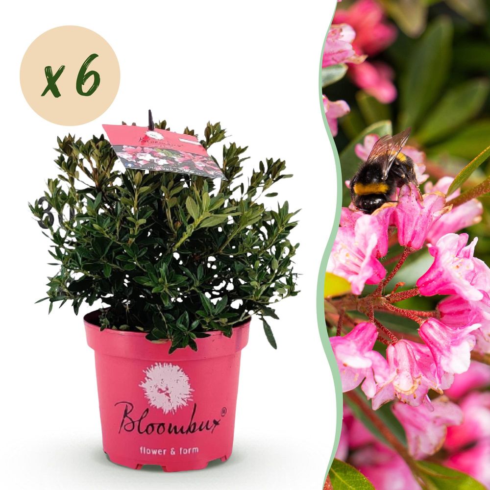 Rhododendron - lot de 6 - pot 17 cm - hauteur 40 cm - magenta - plante d'extérieur