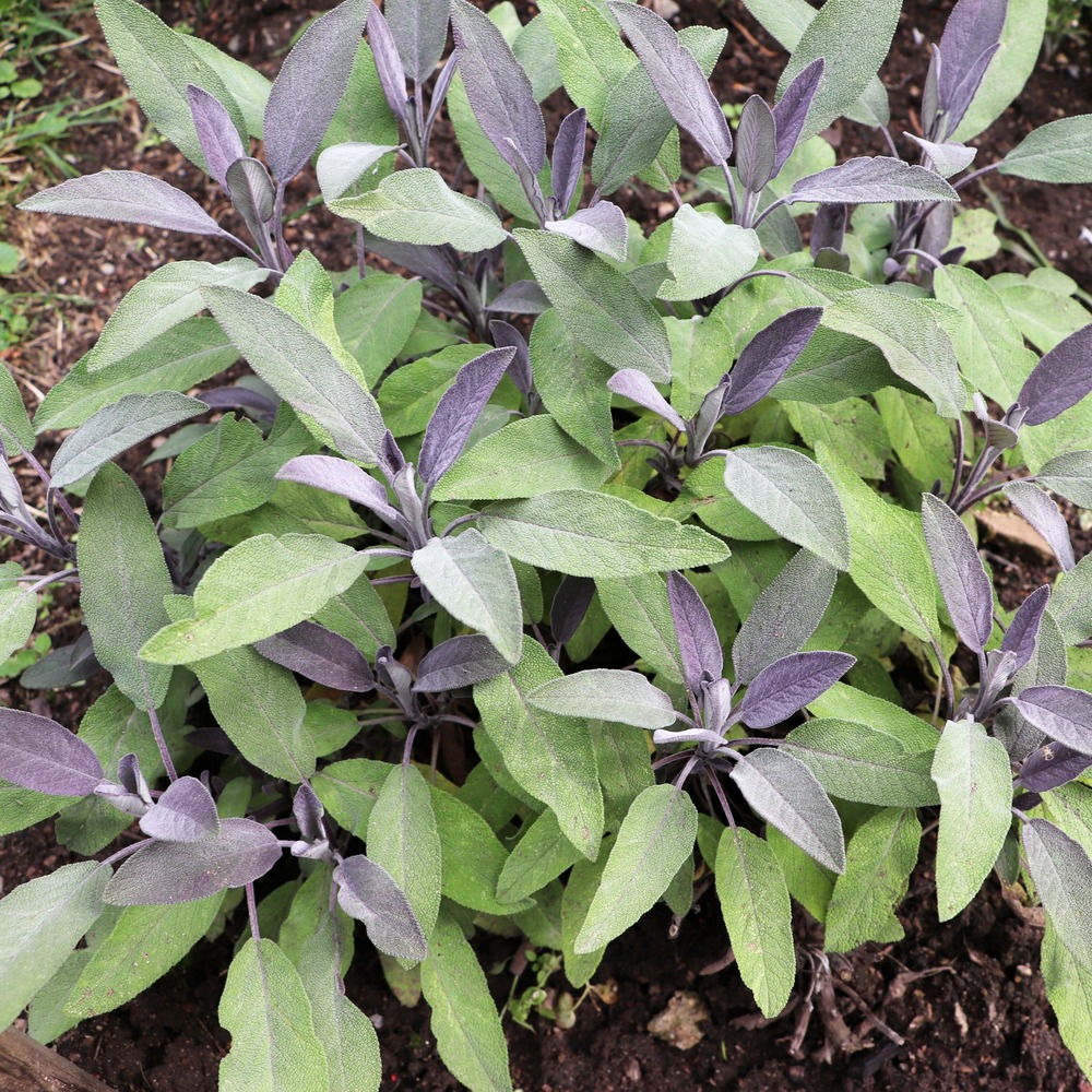 Sauge officinale purpurascens - le pot / ø 9cm