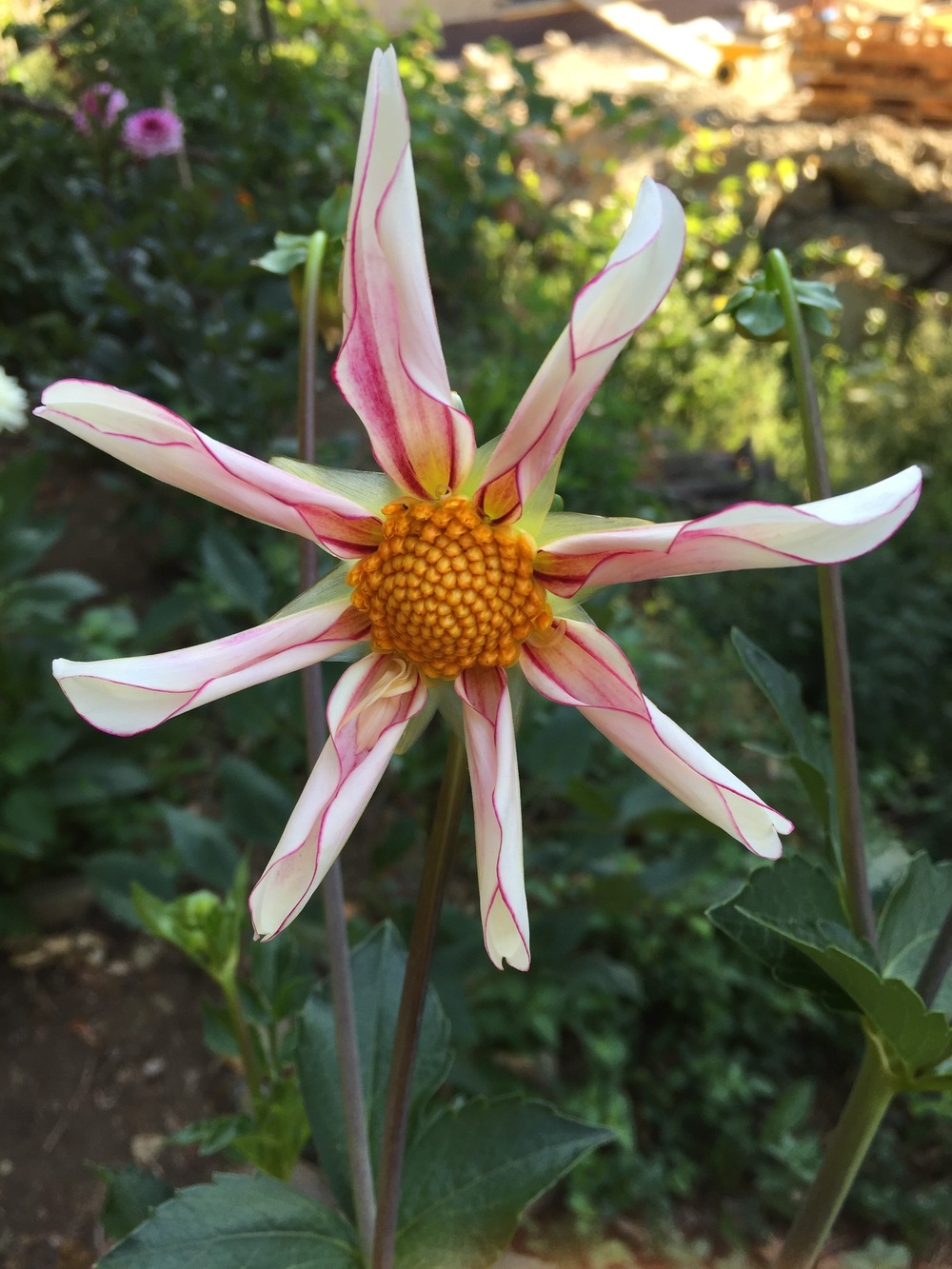 Dahlia honka 'fragile' bulbe calibre i