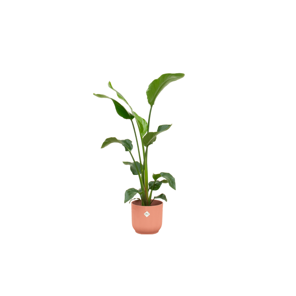 Strelitzia nicolai - plantes d'intérieur