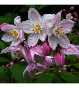 Deutzia x kalmiiflora godet de 8/9 cm