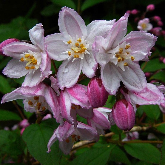 Deutzia x kalmiiflora godet de 8/9 cm