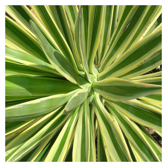 Yucca filamenteux bright edge pot de 4l - 40/60 cm