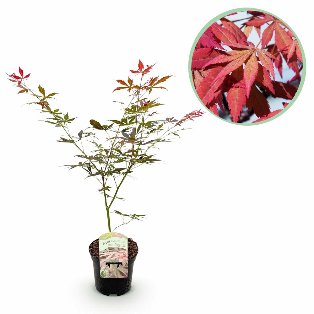 Érable japonais - acer palmatum sumi-nagashi - rouge - pot 19cm hauteur 70c