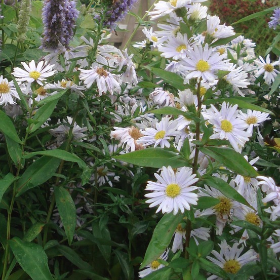 Aster grand d'automne 'porzellan' godet de 8/9 cm