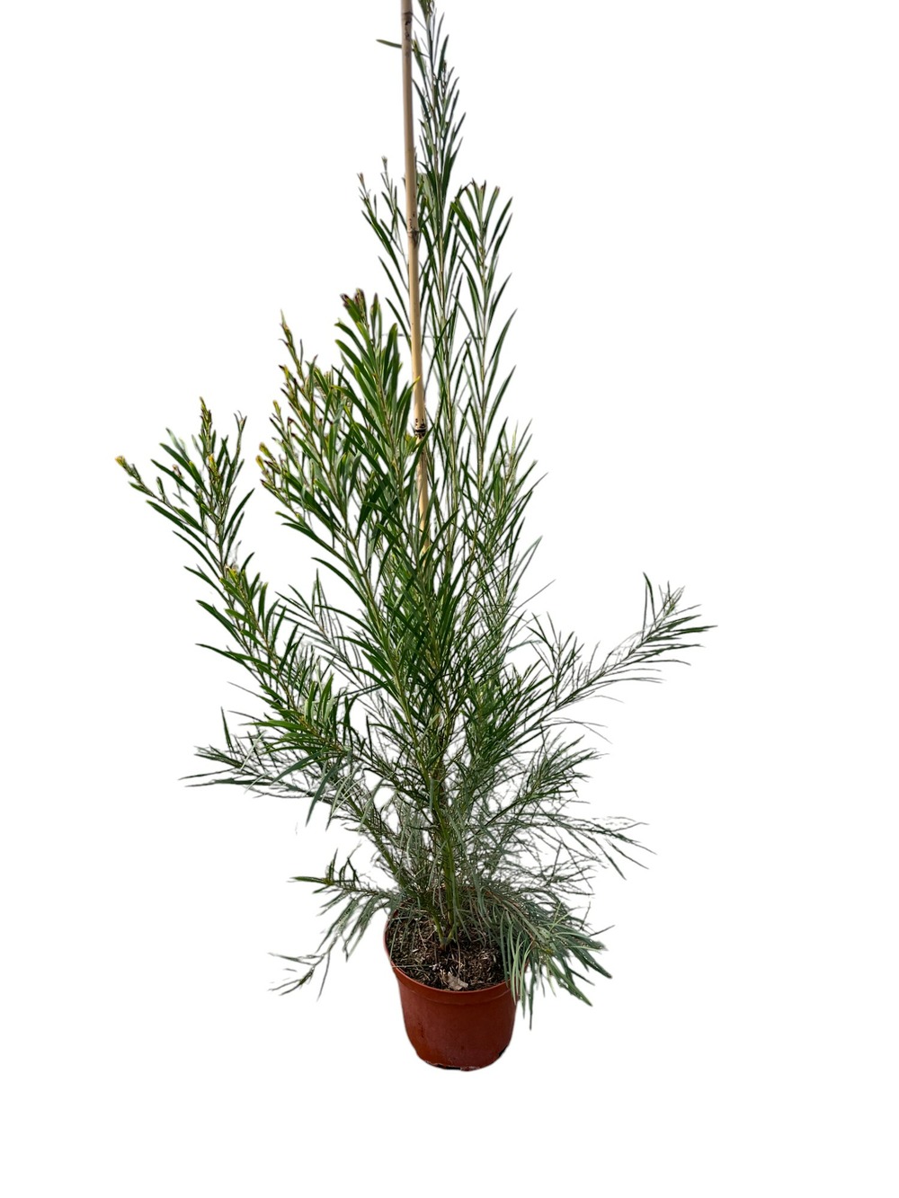 Acacia retinoides c10l. 125/150 tuteuré