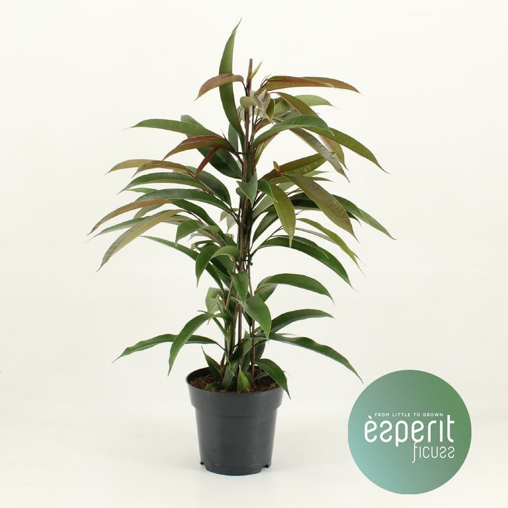 Ficus binnendijkii amstel king - h70 cm - ø17 cm