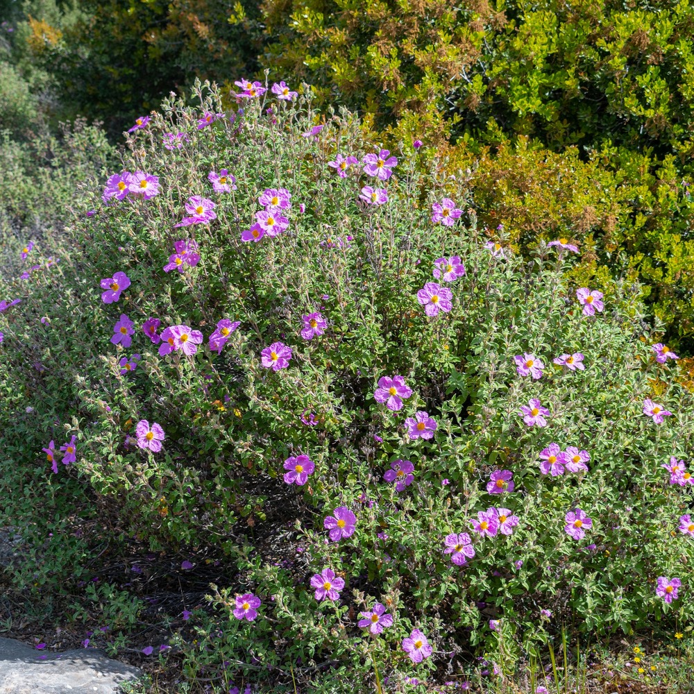 Ciste de crète - le pot / ø 9cm
