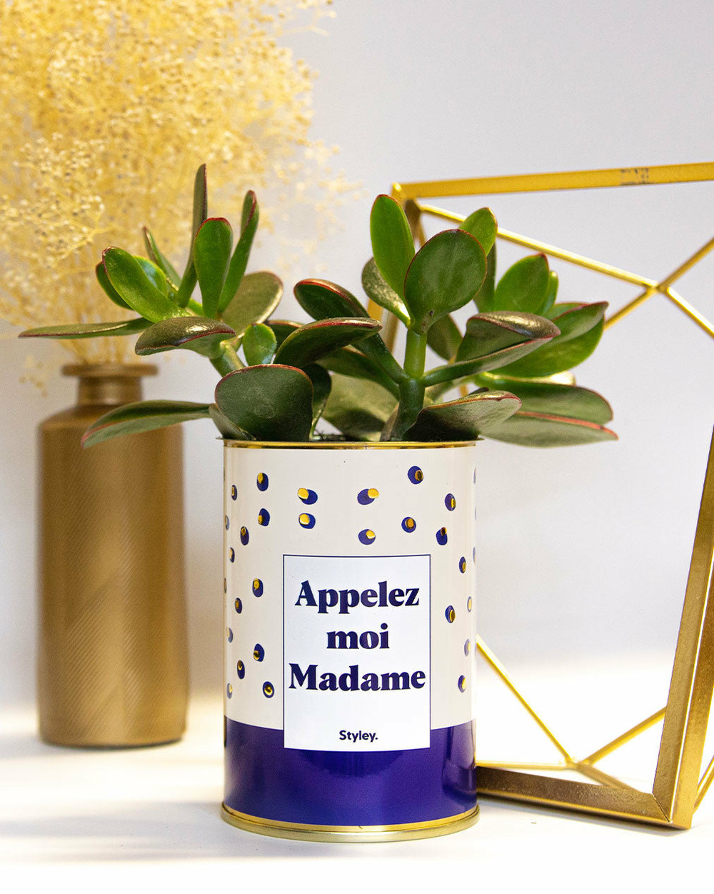 Plante drôle - appelez-moi madame - cactus