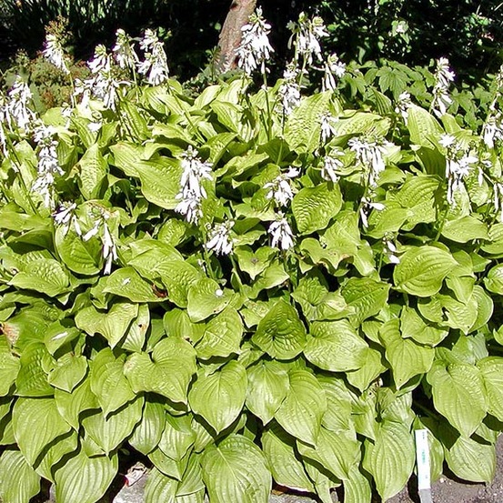 6 x hosta 'royal standard' - hosta 'royal standard' - godet 9cm x 9cm