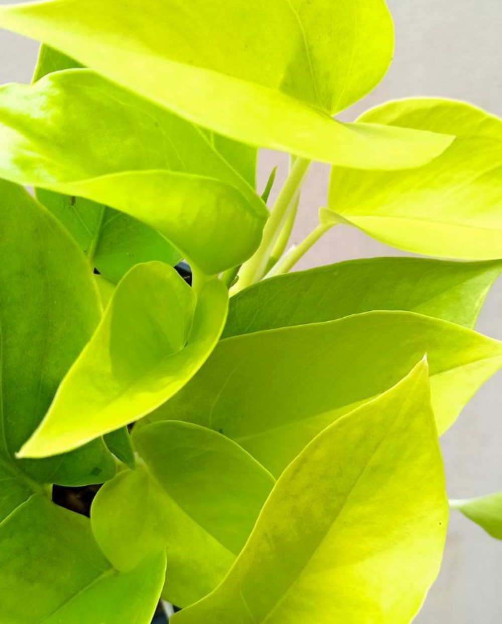 Epipremnum aureum “pothos” neon small d. 6cm h. 25cm - plante d'intérieur