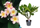 Plumeria frangipani hawaii - pot 17cm - hauteur 45-55cm